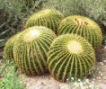 /album/echinocactus/e-g-jpg/